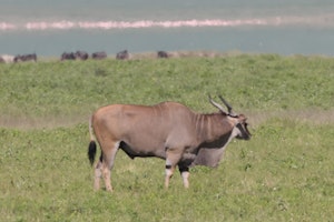 Eland© Gregory Hachigian