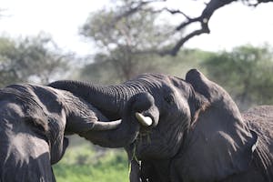 Elelphants© Gregory Hachigian