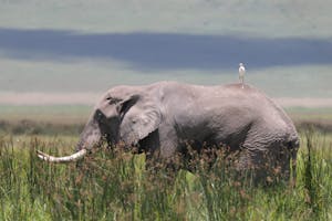 Elephant and Catttle Egret© Gregory Hachigian