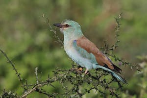 European Roller© Gregory Hachigian