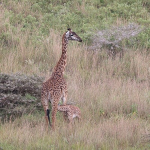 Giraffes© Gregory Hachigian