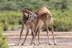 Giraffes© Gregory Hachigian