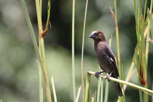 Grosbeak Weaver© Gregory Hachigian