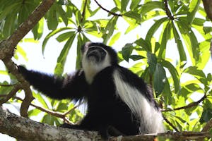 Black-and-white Colobus Monkey© Gregory Hachigian