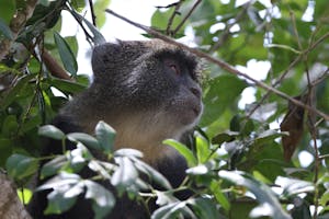 Black-and-white Colobus Monkey© Gregory Hachigian