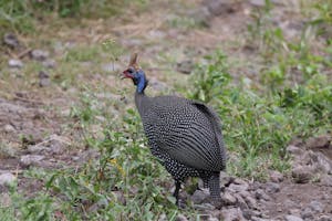 Helmeted Guineafowl© Gregory Hachigian