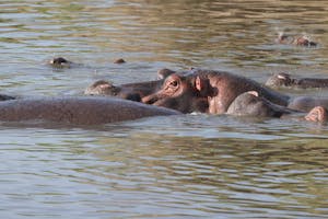 Hippopotamus© Gregory Hachigian