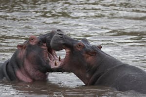 Hippopotamus© Gregory Hachigian
