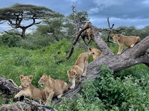 Lions© Alan Robinson