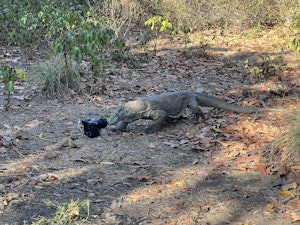 Komodo dragon© Krista Hanni