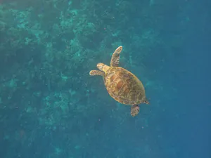 Green Sea Turtle© Krista Hanni