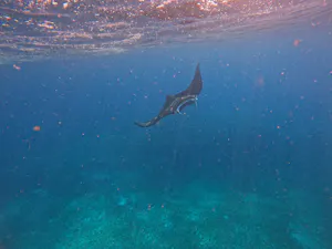 Manta Ray© Krista Hanni