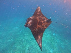 Manta Ray© Krista Hanni