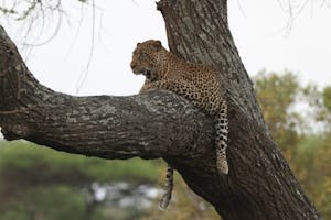 Leopard© Gregory Hachigian