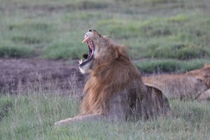 Lion © Gregory Hachigian