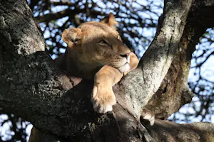 Lion © Gregory Hachigian