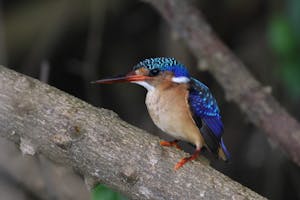 Malachite Kingfisher© Gregory Hachigian