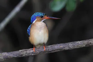 Malachite Kingfisher© Gregory Hachigian
