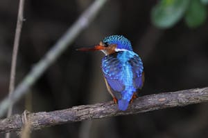 Malachite Kingfisher© Gregory Hachigian