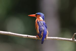 Malachite Kingfisher© Gregory Hachigian