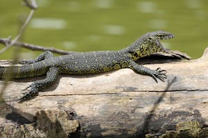 Monitor Lizzard© Gregory Hachigian