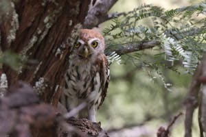 Pearl-spotted Owlet © Gregory Hachigian