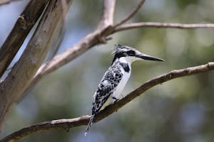 Pied Kingfisher© Gregory Hachigian