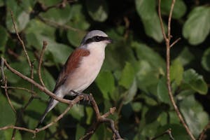 Red-backed Shrike© Gregory Hachigian