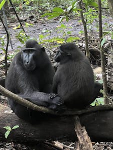 Black-crested Macaque© Krista Hanni