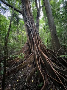 Buttress Roots© Krista Hanni