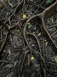 Buttress Roots© Krista Hanni