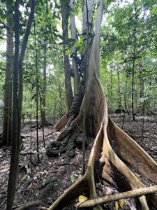 Buttress Roots© Krista Hanni