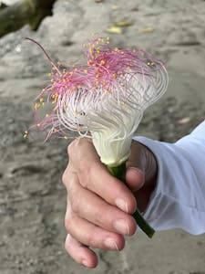 Flower© Krista Hanni