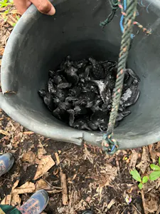 Leatherback turtle release© Krista Hanni