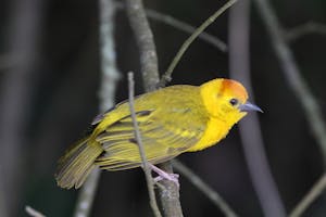 Taveta Golden Weaver© Gregory Hachigian