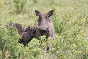 Warthog© Gregory Hachigian