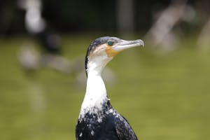 White-breasted Cormorant© Gregory Hachigian