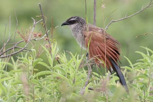 White-browed Coucal© Gregory Hachigian
