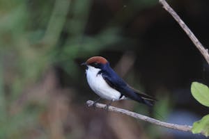 Wire-tailed Swallow© Gregory Hachigian