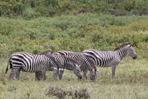 Zebras© Gregory Hachigian