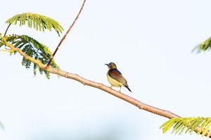 Brown-Throated Sunbird© Virinder Luthra