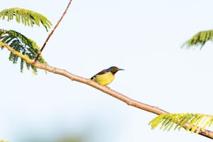Brown-Throated Sunbird© Virinder Luthra