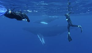 Humpback Whales © Steve Thompson