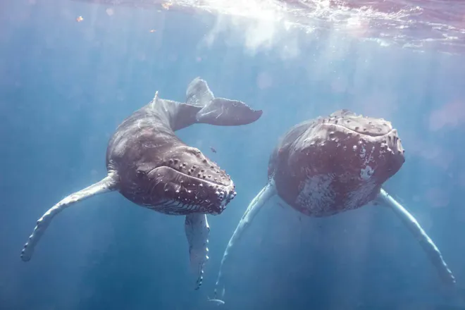 Humpback Whales &copy; Luke Tingley