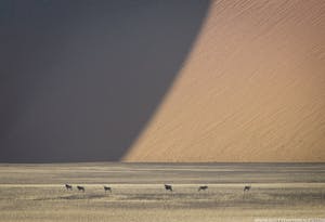 Gemsboks © Scott Davis