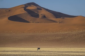 Gemsbok © Scott Davis