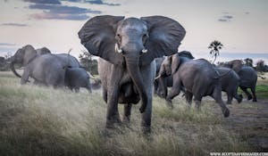 Elephant© Scott Davis