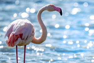 Flamingo© Scott Davis
