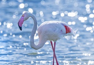 Flamingo © Scott Davis