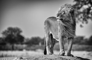 Lion© Scott Davis